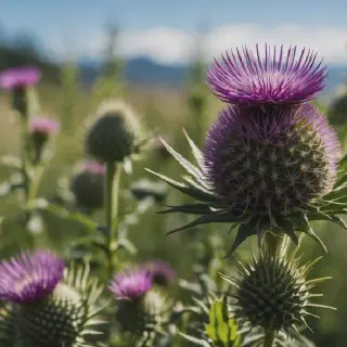 /img/31458-milk-thistle-benefits.webp
